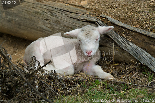 Image of young lamb on the farm