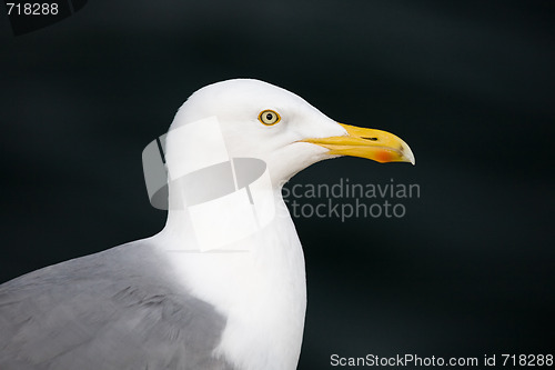 Image of Herring Gull