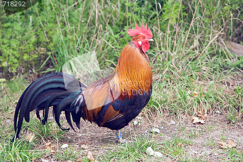 Image of Rooster