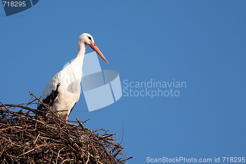 Image of White stork on nest