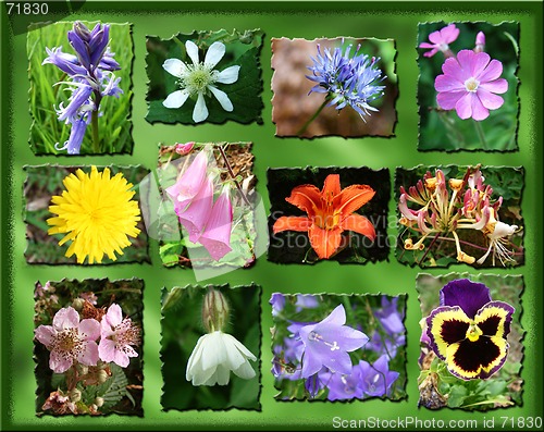 Image of wild flower montage