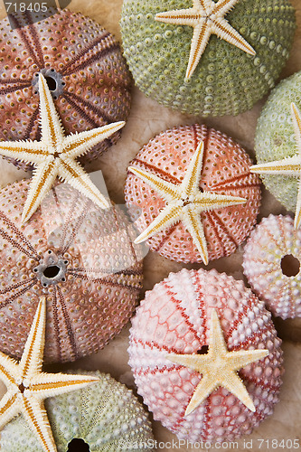 Image of Sea Urchins and Starfish