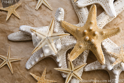 Image of Starfish on Old Paper