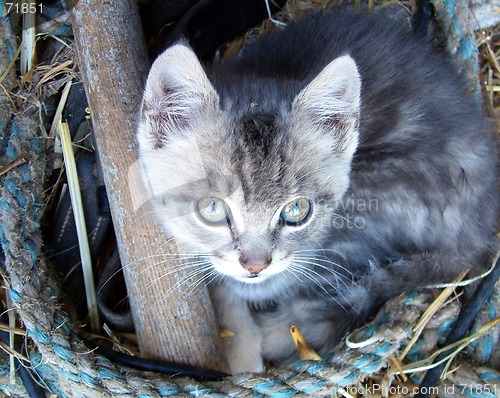Image of ferral kitten