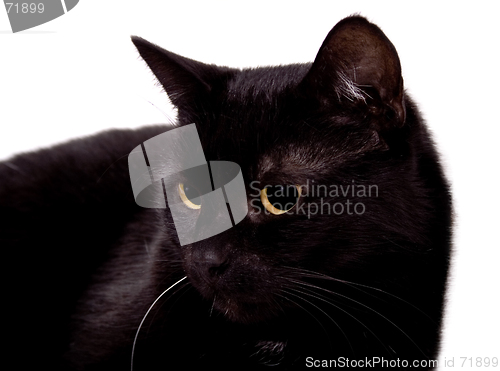 Image of My black cat