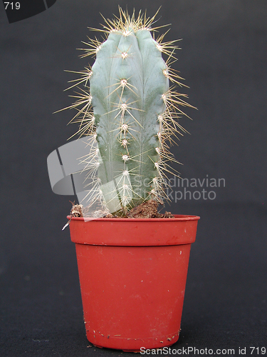 Image of Cactus