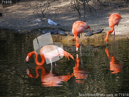 Image of flamingo