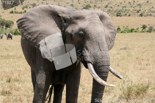 Image of Wild Elephant