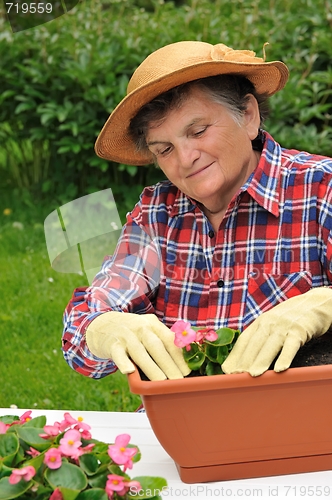 Image of Senior woman - gardening