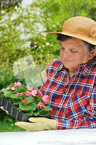 Image of Senior woman - gardening