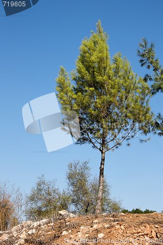 Image of Young pine tree on rocky hill on blue sky background