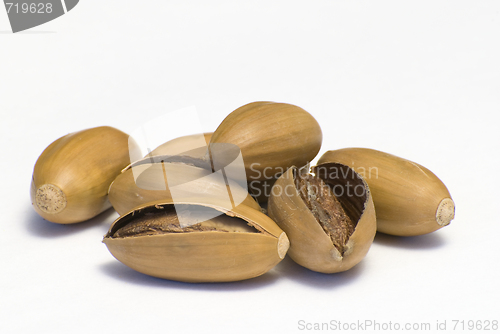 Image of Acorn