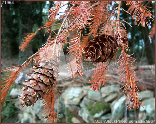 Image of pine cones