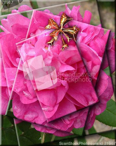 Image of pink rose packets