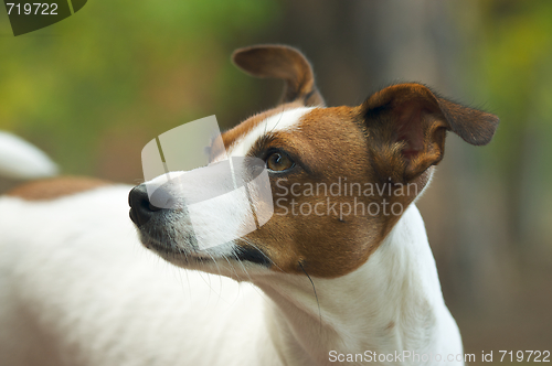Image of Jack Russell Terrier Portrait