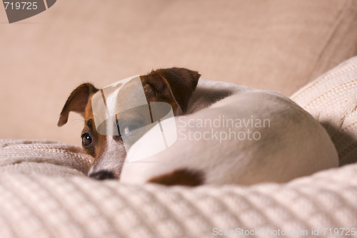 Image of Jack Russell Terrier Portrait