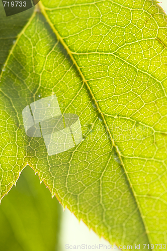 Image of Close Up Leaf & Water Drops