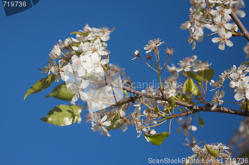 Image of Spring Flowering Tree Blossom