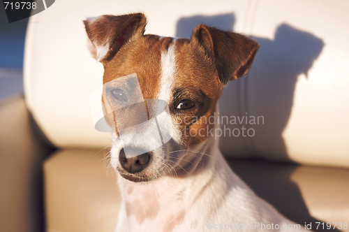 Image of Jack Russell Terrier Portrait