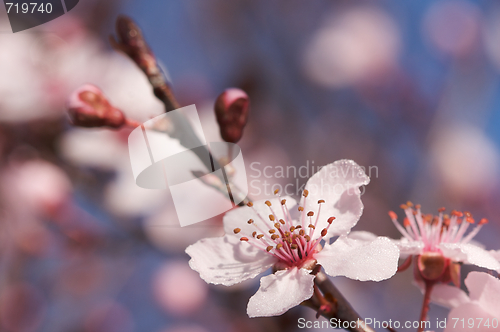 Image of Early Spring Pink Tree Blossoms