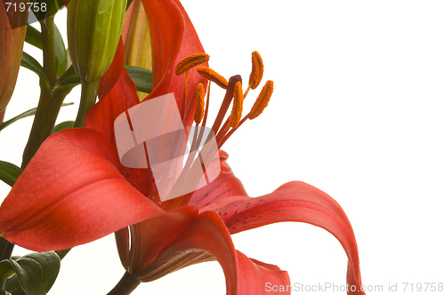 Image of Beautiful Asiatic Lily Bloom