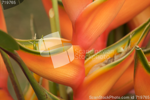 Image of Exotic Tropical Flower Abstract
