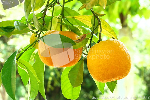 Image of orange