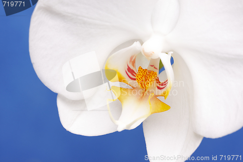 Image of Macro Orchid Flower Blossom