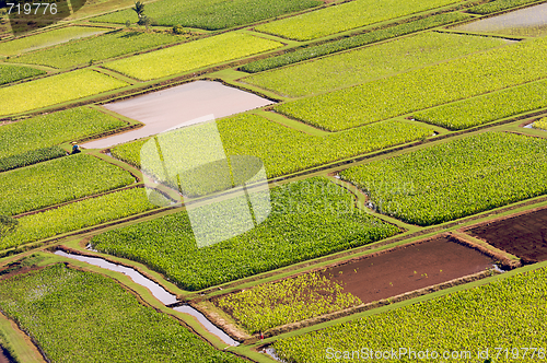 Image of Hanalei Valley and Taro Fields