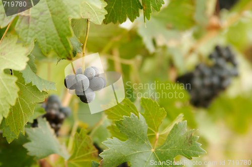 Image of Grapes & Vines