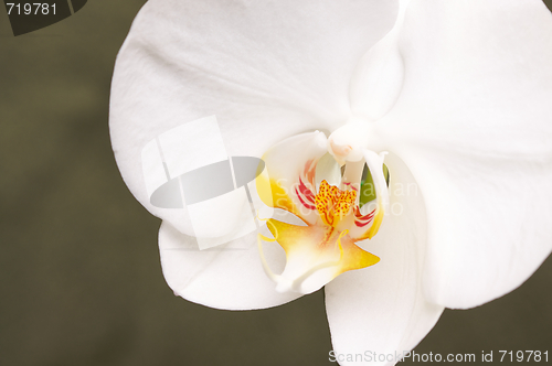 Image of Macro Orchid Flower Blossom