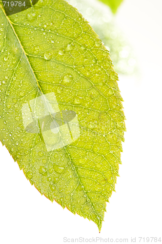 Image of Close Up Leaf & Water Drops