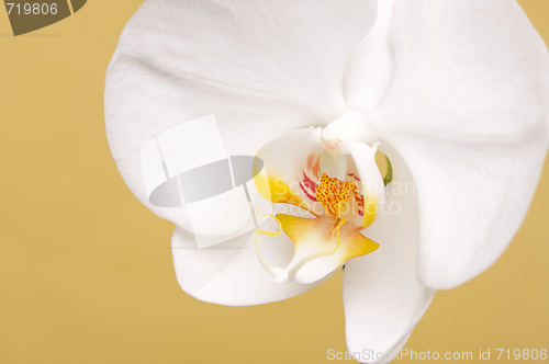 Image of Macro Orchid Flower Blossom