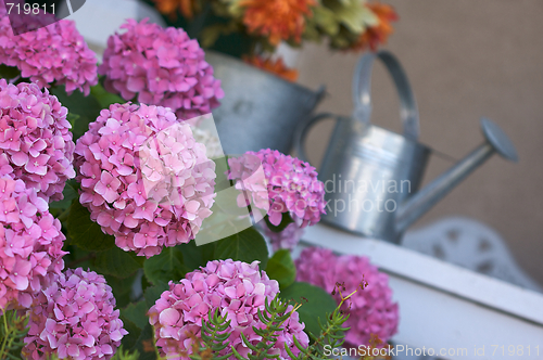 Image of Beautiful Hydrangea Blossoms