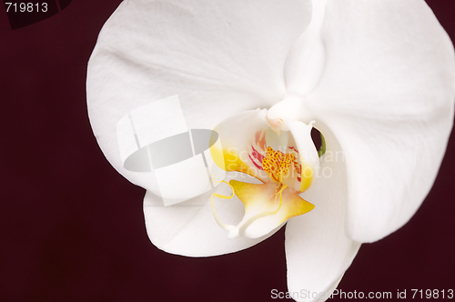 Image of Macro Orchid Flower Blossom