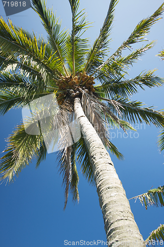 Image of Palm Tree