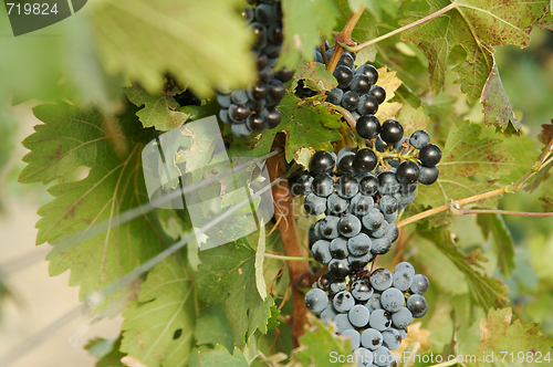 Image of Grapes & Vines