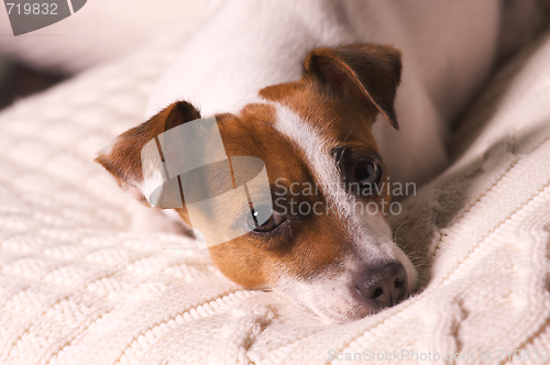 Image of Jack Russell Terrier Portrait