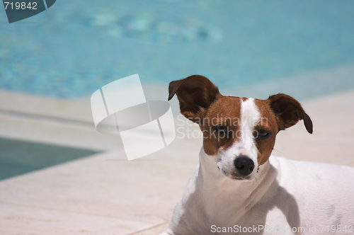 Image of JRT soaks up the sun poolside on a warm summer day.