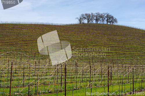 Image of Vineyard Hillside and Trees