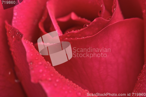 Image of Macro Red Rose Blossom