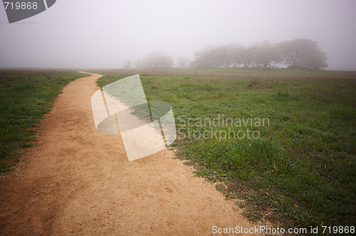 Image of Foggy Countryside and Oak Trees