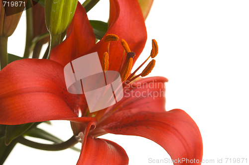 Image of Beautiful Asiatic Lily Bloom