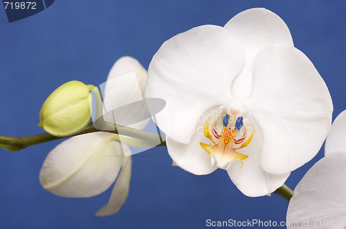 Image of Macro Orchid Flower Blossoms