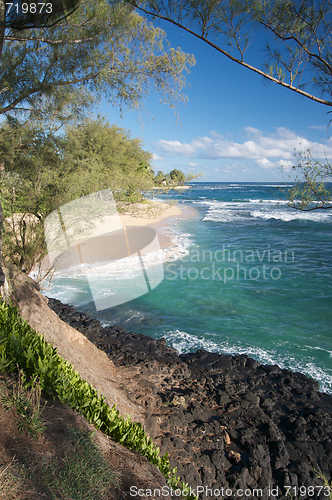 Image of Tropical Shoreline