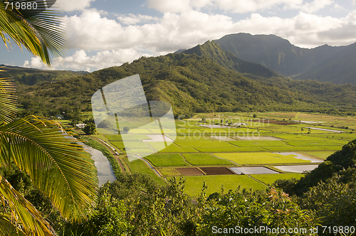 Image of Hanalei Valley and Taro Fields