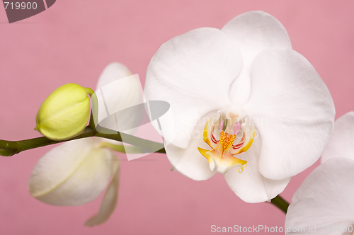 Image of Macro Orchid Flower Blossoms