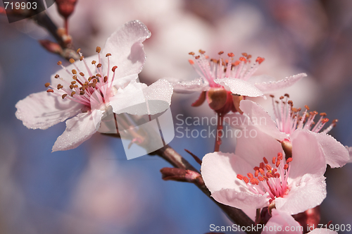 Image of Early Spring Pink Tree Blossoms