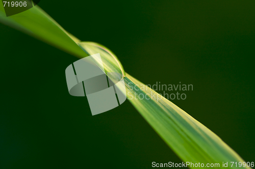 Image of Drop on Blade of Grass