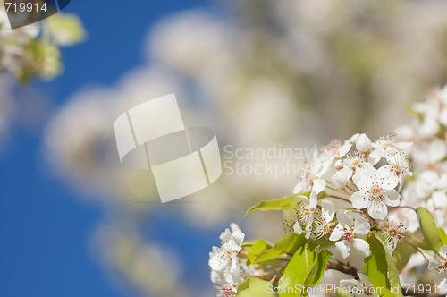 Image of Spring Flowering Tree Blossom